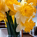 Daffodils.