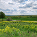 Fence and green fields!