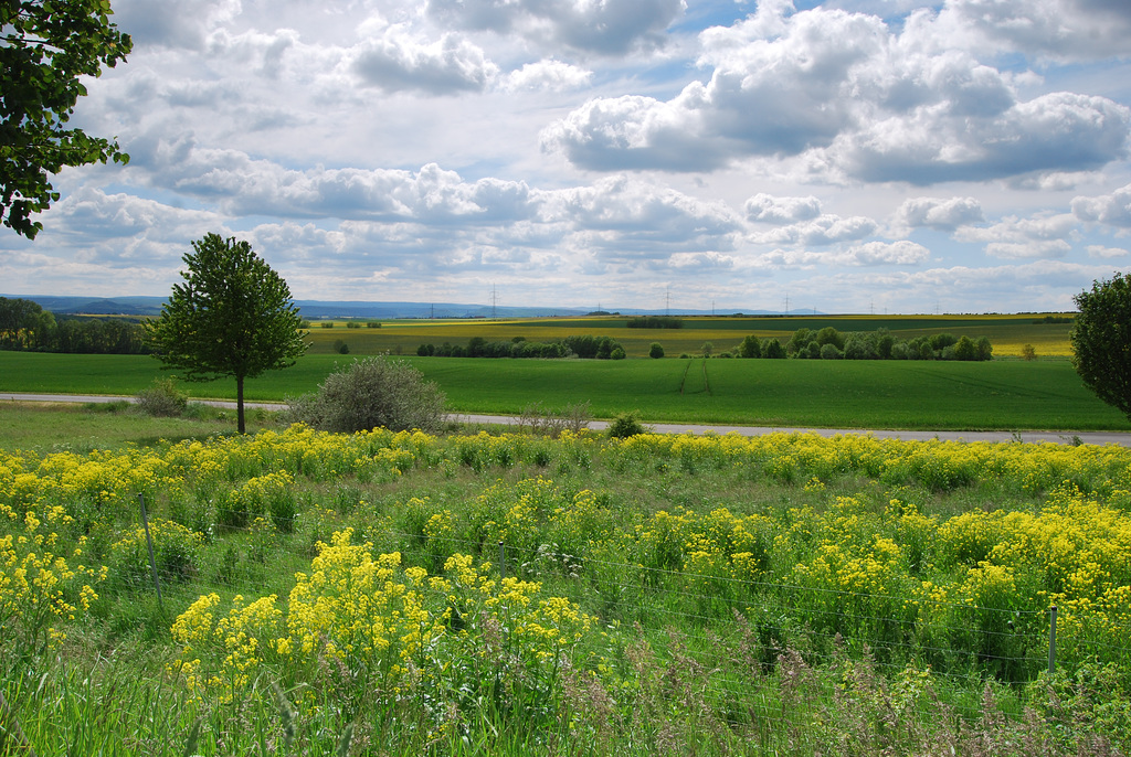 Fence and green fields!