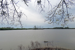 Island Rookery