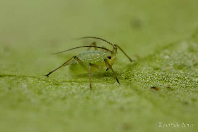 Aphid