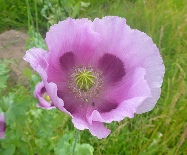 Mohnblüte - papavfloro