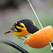 Baltimore Oriole