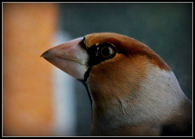 Portrait de Gros-Bec