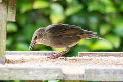 Starling (12)