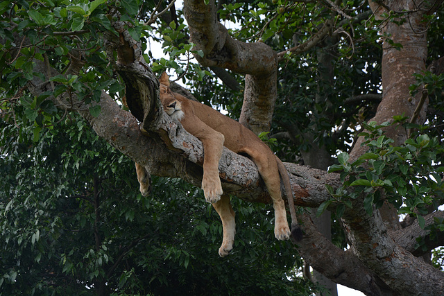 Uganda, Lioness Resting on a Tree Branch