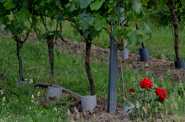 Wine Grape Plantation