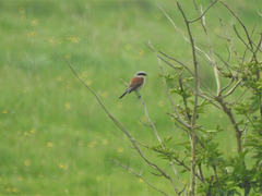 Red backed Shrike - Lanius collurio