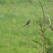 Red backed Shrike - Lanius collurio