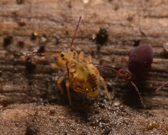 IMG 7228 Springtail-1