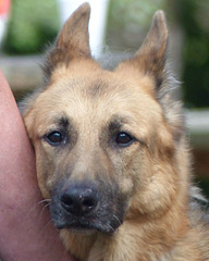 German Shepherd (2) - 16 August 2015