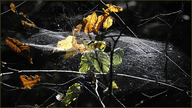 Toile d'automne