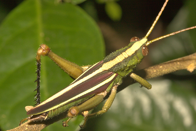 IMG 9280grasshopper