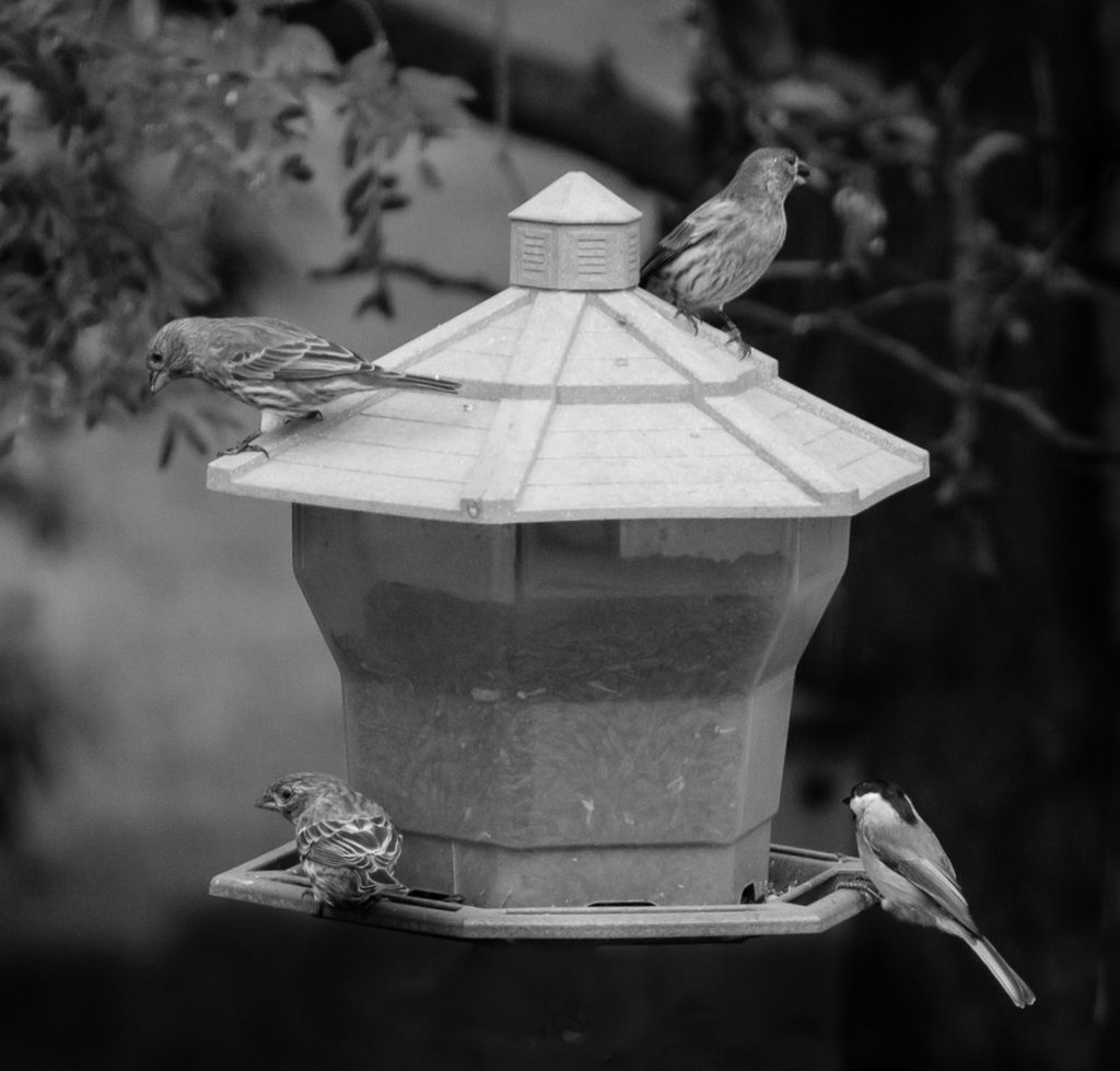 backyard feeder