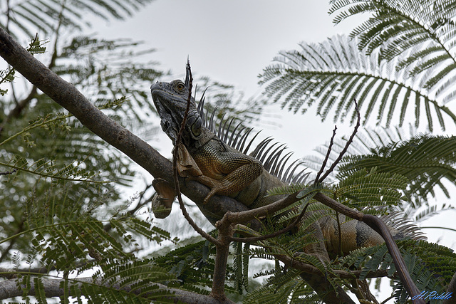 Grand Cayman, Blue Iguana