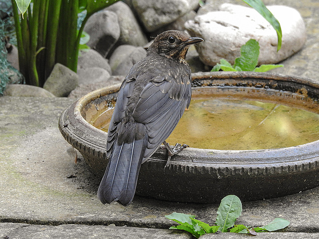 20170814 2872CPw [D~LIP] Amsel [Schwarzdrossel], Bad Salzuflen