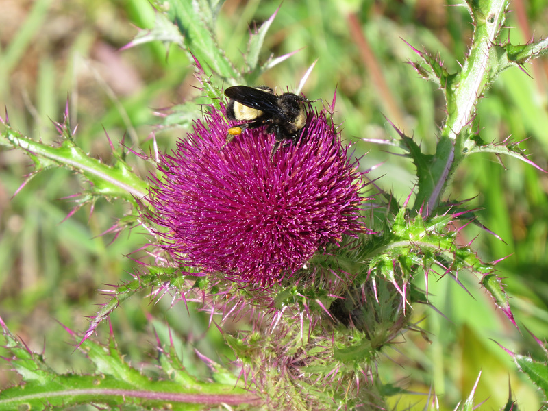 Bumblebee on thistle flower