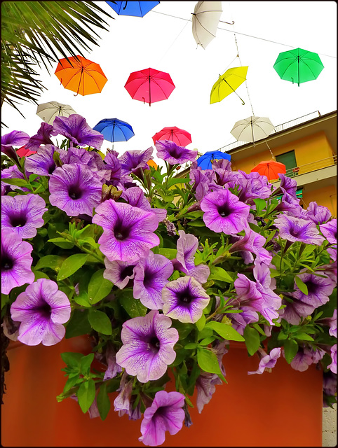 Genova : Petunie e ombrelli -