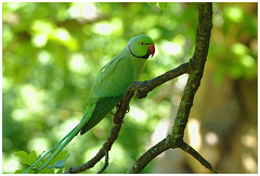 Parakeet EF7A3389