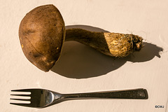 Boletus