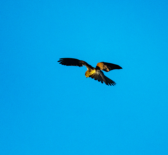 Kestrel