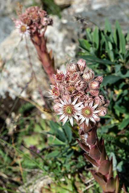 Sempervivum tectorum  subsp. tectorum - (Gewöhnliche) Dach-Hauswurz