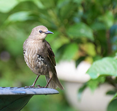 Starling (13)