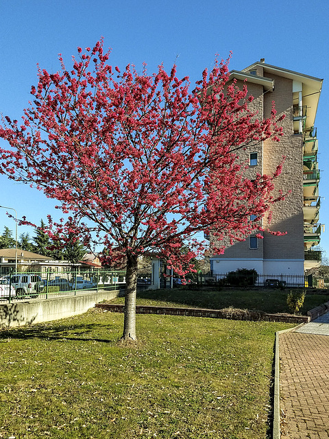 My tree announces spring