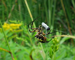 la proie de l'argiope