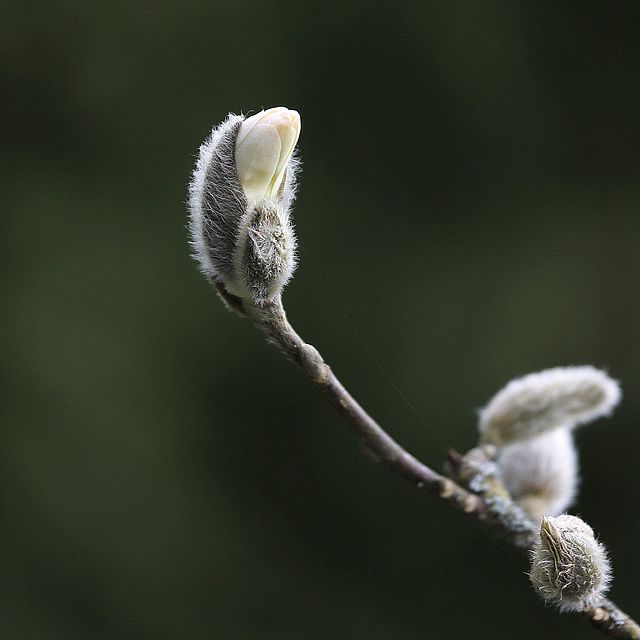 Naissance d'une étoile *