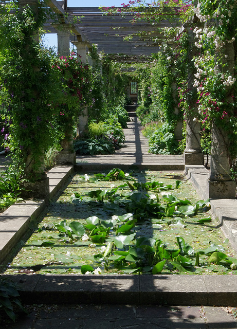 The lily pond