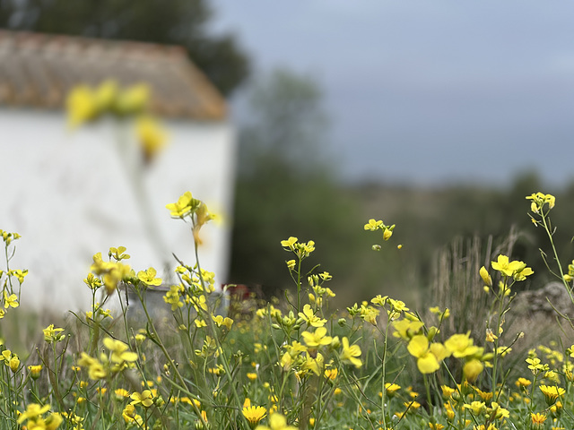 Brassica barrelieri, Penedos, Flower season starting