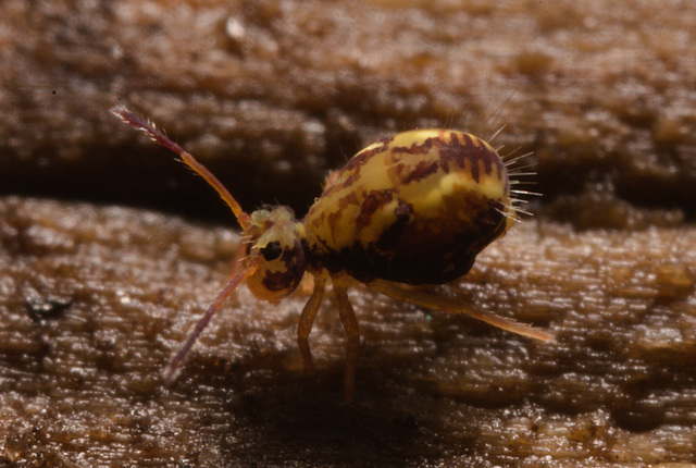 IMG 7234 Springtail-1