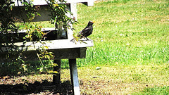 Blackbird Resting.