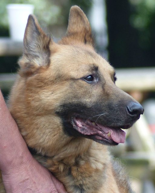 German Shepherd (3) - 16 August 2015