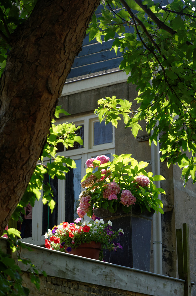 Balcon fleuri