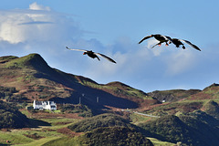 Three geese overhead Staffin Bay, Isle of Skye