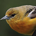 Baltimore Oriole