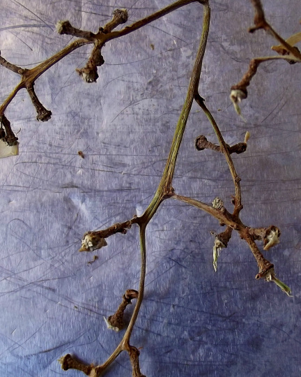 Grape stem III