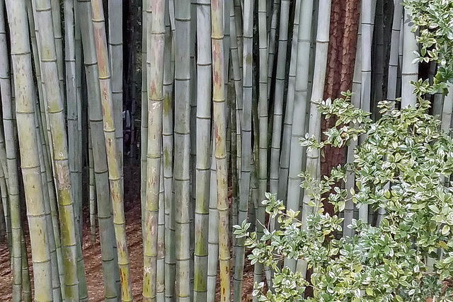 A Stand of Bamboo