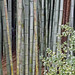A Stand of Bamboo