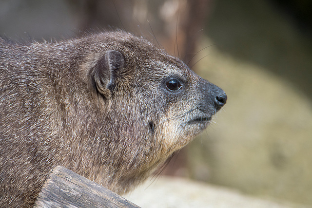 Rock hyrax