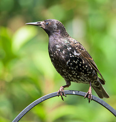 Starling (15)