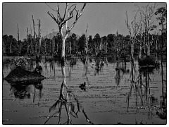 Angkor-Bäume
