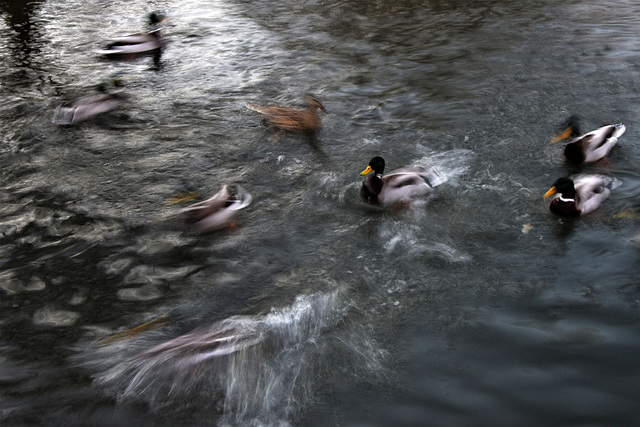 Ducks on the water!