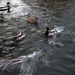 Ducks on the water!