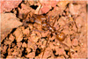 IMG 9595 Leaf Cutter Ant