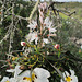 Asphodelus & Cistus ladanifer, Penedos