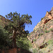 Bright Angel Trail