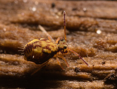 IMG 7236 Springtail